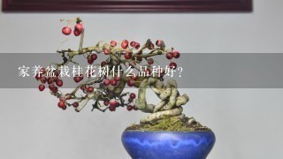 家养盆栽桂花树什么品种好？