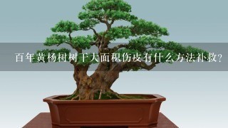 百年黄杨树树干大面积伤皮有什么方法补救？