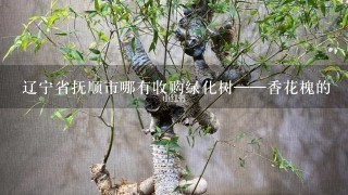 辽宁省抚顺市哪有收购绿化树——香花槐的