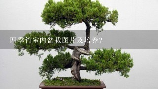 4季竹室内盆栽图片及培养？