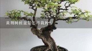 黄荆树桩盆景怎样栽种？