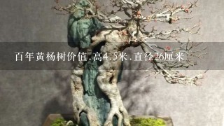 百年黄杨树价值.高4.5米.直径26厘米