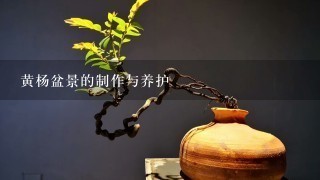 黄杨盆景的制作与养护