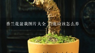 香兰花盆栽图片大全 兰花应该怎么养