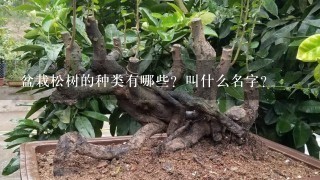 盆栽松树的种类有哪些？叫什么名字？