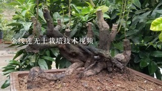 金线莲无土栽培技术视频