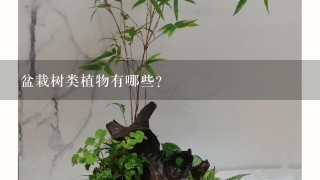 盆栽树类植物有哪些？