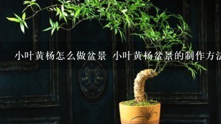 小叶黄杨怎么做盆景 小叶黄杨盆景的制作方法和注意