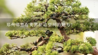 郑州哪里有卖黑松造型树的地方？