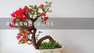 黄杨盆景修剪方法是什么