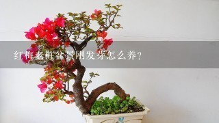 红梅老桩盆景刚发芽怎么养？