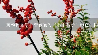 黄杨树盆景：曾被喻为“木中君子”的它，你了解它吗