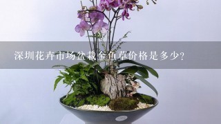 深圳花卉市场盆栽金鱼草价格是多少？