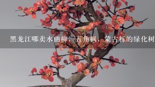 黑龙江哪卖水曲柳，5角枫，蒙古栎的绿化树