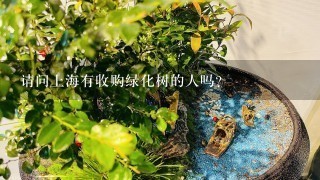 请问上海有收购绿化树的人吗？