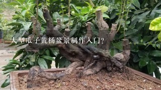 大型瓜子黄杨盆景制作入门？
