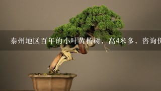 泰州地区百年的小叶黄杨树，高4米多，咨询价钱