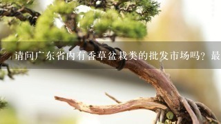 请问广东省内有香草盆栽类的批发市场吗？最好有种植基地？